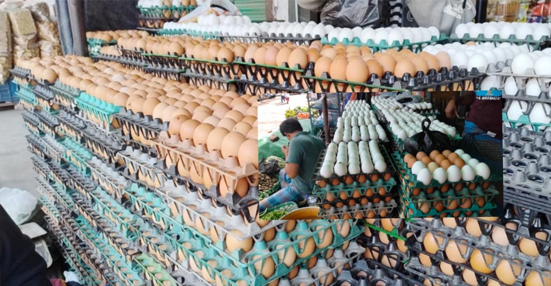 একপিস ডিমের দাম ১৪ টাকা!